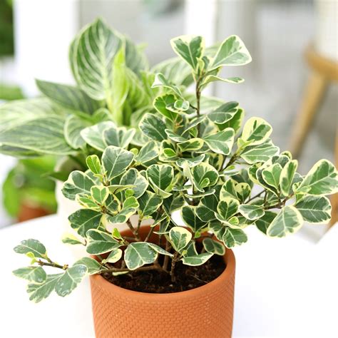 Variegated Ficus Triangular | Cool plants, Dracaena plant care, Ficus