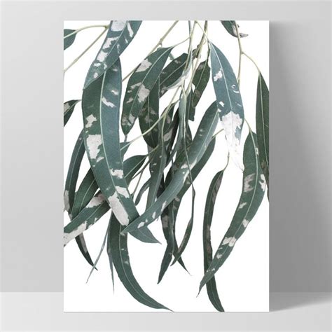 Spotty Gumtree Eucalyptus Leaves I Art Print Small Art Prints Hang