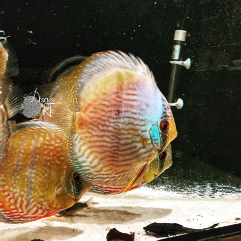 Heckel Blue Face Discus Wild Discusart