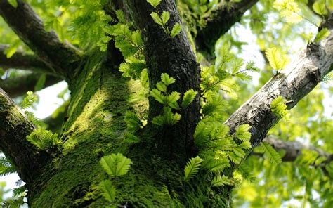 Hintergrundbilder Sonnenlicht Bäume Wald Blätter Natur Makro