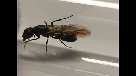 New Camponotus pennsylvanicus Queen! - YouTube