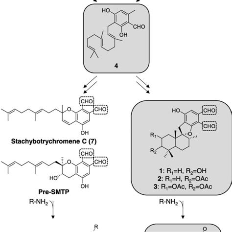 Putative Biosynthetic Pathway Of Psds And Smtps Both Groups Of