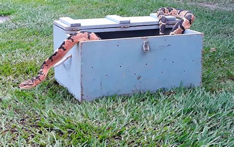 Bombeiro capturam cobra em quintal de residência no Nortão Só Notícias