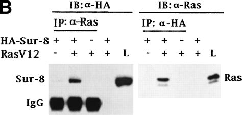 The Leucine Rich Repeat Protein Sur 8 Enhances Map Kinase Activation