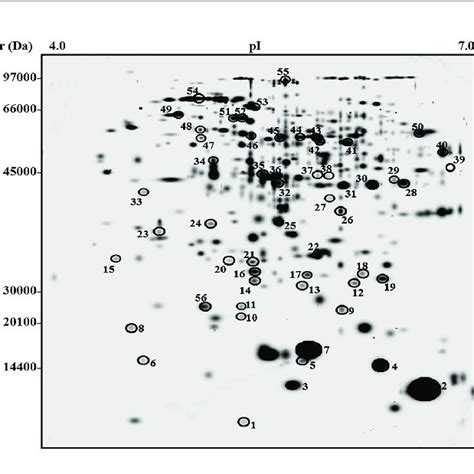 Two Dimensional Electrophoretic Reference Map Of Fruits From Tomato