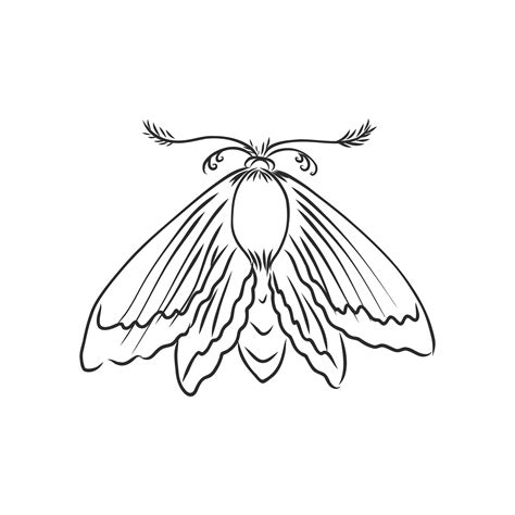 moth vector sketch 19139475 Vector Art at Vecteezy