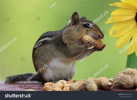 3811 Squirrel Eating Peanuts Images Stock Photos And Vectors Shutterstock