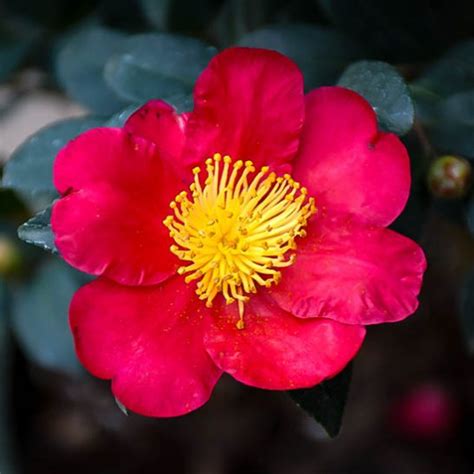 Yuletide Camellias For Sale Online | The Tree Center™