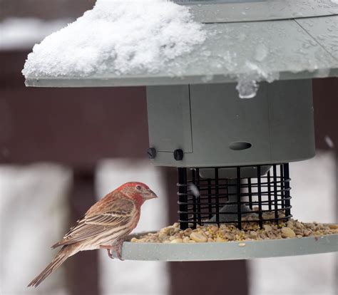 Winter Birding Survival Guide