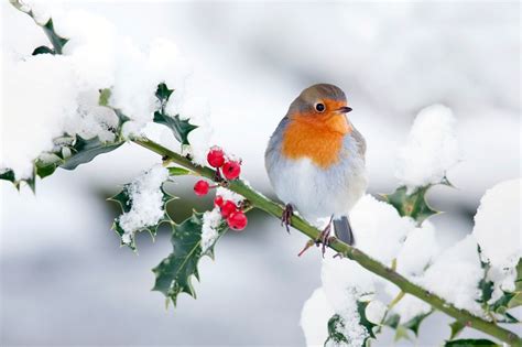 Winter Birds Wallpaper (66+ images)