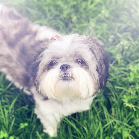 Where Have We Been? - A Shih Tzu Life