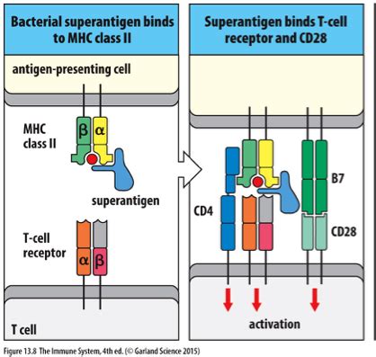 Immunology Exam 5 Chapters 13 14 Flashcards Quizlet