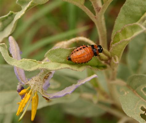 Vegetable Garden Bugs Eating Leaves - Garden Plant