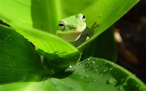 Tree Frog Wallpaper 64 Images