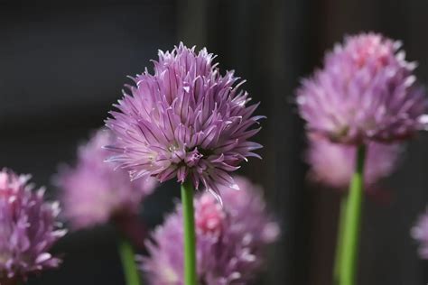 How To Grow & Care For Chives - PlantPropagation.org