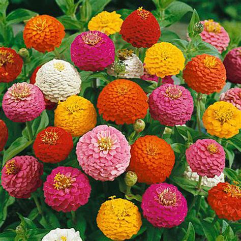 Zinnia Lilliput Mix Green Valley Garden Centre