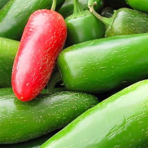 Jalapeño M Hot Pepper Beaver Bark Gift Garden Center