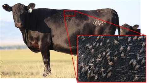 UW Extension Releases Report on Horn Fly Management for Beef Cattle – AgNews