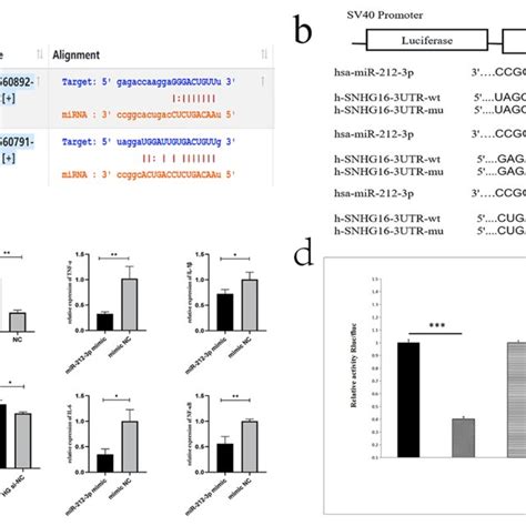 Snhg And Mir P Predicted Binding Sites A Schematic