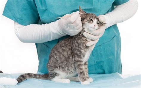 6 Home Remedies for Treating Ear Mites in Cats | 2024