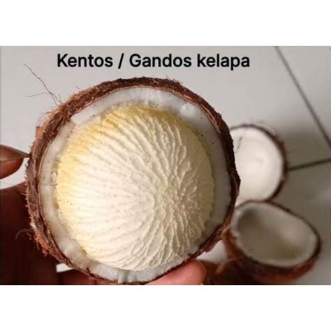 Jual Kentos Kelapa Premium Cangkang 1 Kelapa Tua Obat Herbal