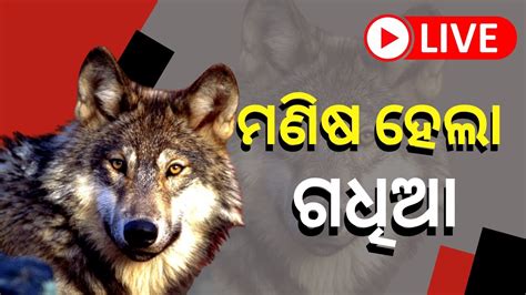 ମଣିଷ ସାଜିଲା ଗଧିଆ Man Becomes Wolf Viral Video Man Becomes Dog