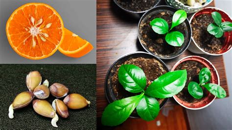 Grow Orange Seed Fast And Easy Way Youtube