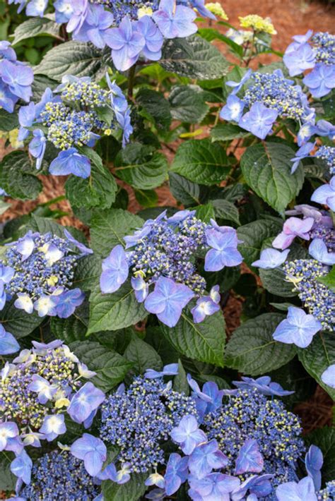 Endless Summer® Pop Starâ ¢ Hydrangea Plant Addicts