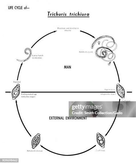 Trichuris Trichiura Life Cycle