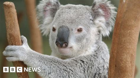 Australia Pledges Cash To Save Declining Koala Population Bbc News