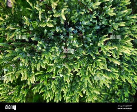 foliage texture  common juniper  blurred green background