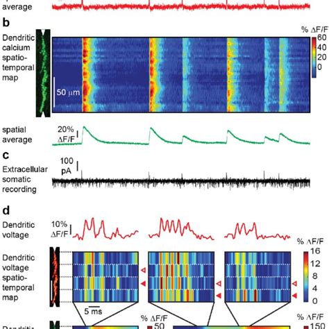 Simultaneous Voltage And Calcium Imaging Of Purkinje Neuron Dendrites