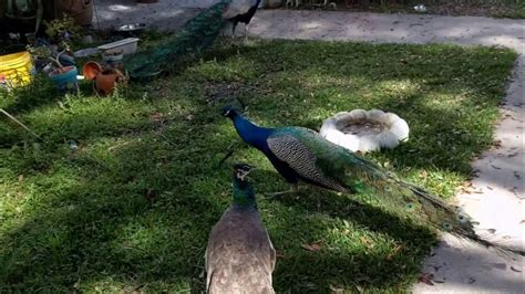 Wild Peacocks Of Orlando Youtube