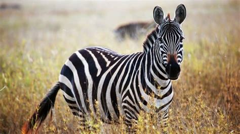 Can You Own A Pet Zebra? Do They Make Good Pets?