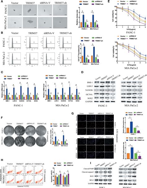 Frontiers Trim Mediates Chemoresistance And Maintenance Of Stemness