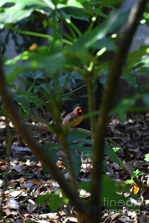 Sitting In The Bushes Photograph By Anne Oreilly Fine Art America