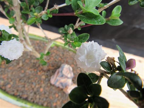 Flowering Serissa Snow Rose Bonsai Tree Medium