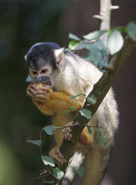 Eating squirrel monkey stock photo. Image of african - 116295980