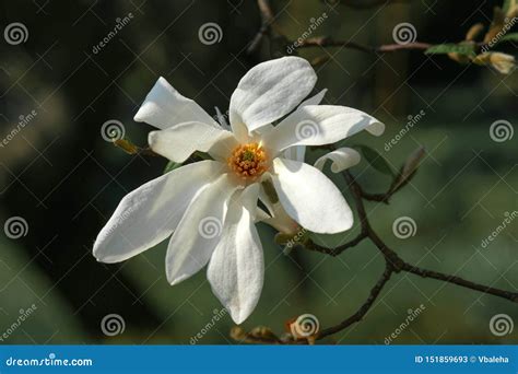 Bl hender Baum Mit Wei en Blumen Magnolie Stockbild Bild von blühen