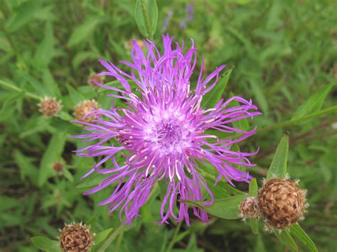 Centaurea Nigra Black Knapweed Go Botany