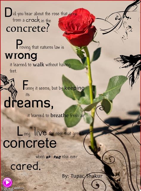 The Rose That Grew From Concrete By Tupac Amaru Shakur Tupac Pictures