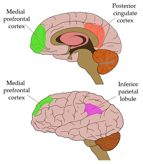 Know Your Brain Default Mode Network