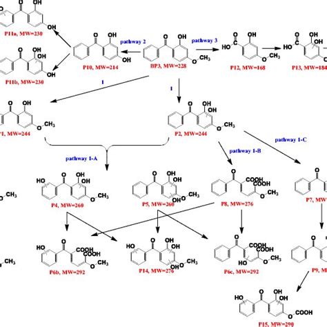 Degradation Pathway Of Bp 3 Degradation In ·oh Oxidation Download Scientific Diagram