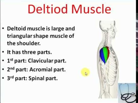 Deltoid Muscle Origin Insertion Innervation Function 43 Off