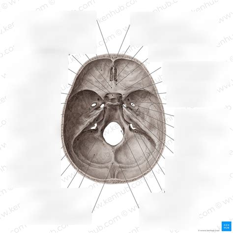 Foramen of the skull Diagram | Quizlet