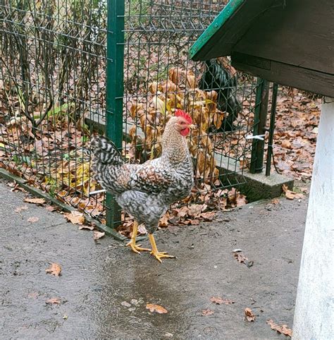 Pi Kny Jarz Baty Kogut Sprzedam Lub Zamieni Na Worek Ziarna K Ty