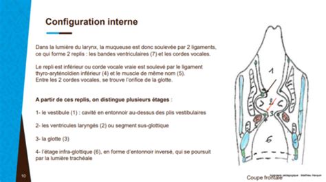 Ue Partie Visc Re T Te Et Cou Cartes Quizlet