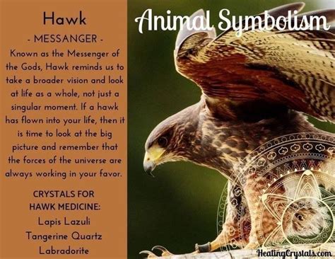 Pin By Anitra Tisdale On Tat Animal Symbolism Animal Totems Hawk