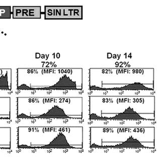 Marker gene expression from constitutive or erythroid-specific ...