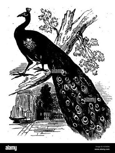 Black and White Peacock Drawing Stock Photo - Alamy